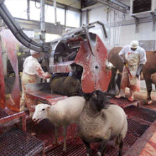 New Free-Range Slaughterhouse Allows Livestock To Roam Freely On Killing Floor